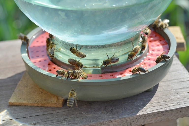7 idées de stations d&rsquo;hydratation pour abreuver les abeilles