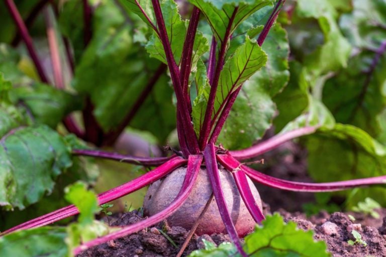 8 astuces pour récolter une abondante récolte de betteraves