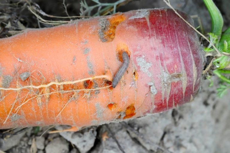6 Pests Destructeurs des Carottes à Éviter et Comment les Éliminer