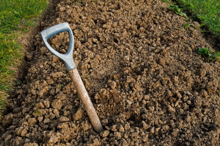 Les 100 meilleures plantes pour un sol argileux : légumes, fleurs, arbustes et arbres
