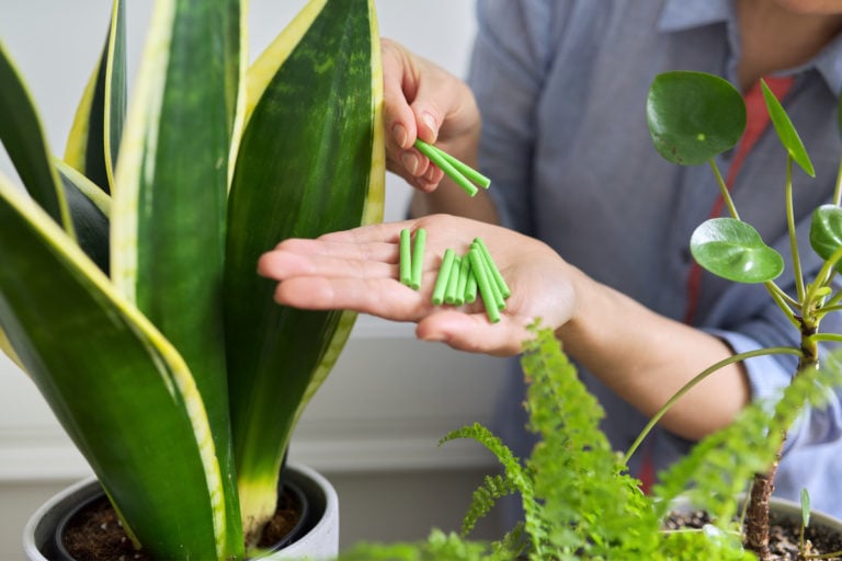 Fertiliser ses plantes d&rsquo;intérieur : conseils, moments et produits incontournables