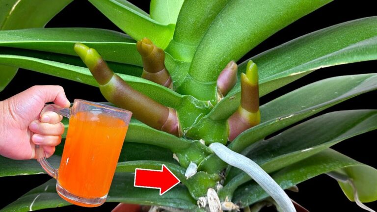 Découvrez 5 astuces secrètes pour prendre soin de vos orchidées comme un pro !