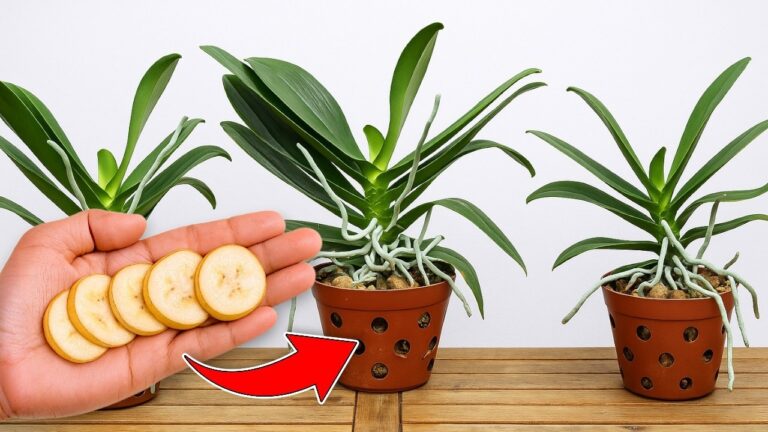 Une astuce : 1 tranche par semaine pour 1001 racines et des orchidées épanouies !