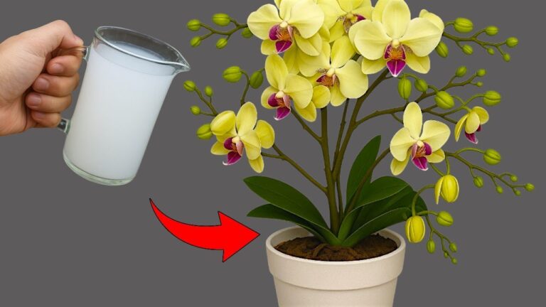 Faites fleurir vos orchidées toute l&rsquo;année avec ces 5 astuces faciles !
