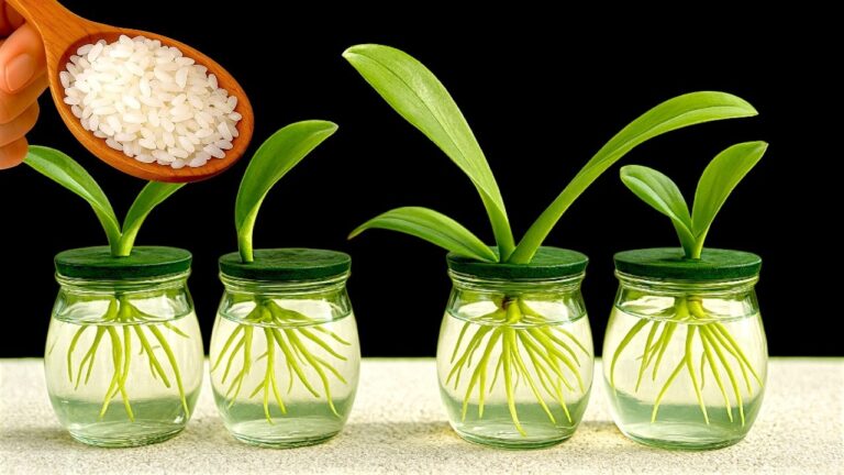 Cultivez 7 orchidées sans sol : découvrez la méthode infaillible pour plus de fleurs !