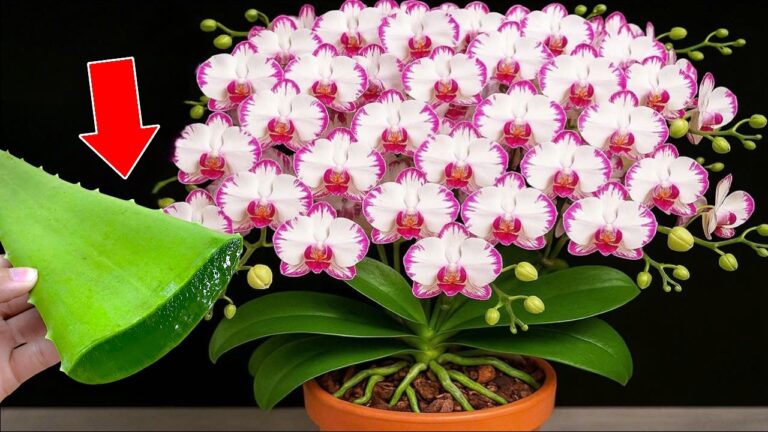 Boostez vos orchidées : 1 astuce aloe vera pour une floraison 600% plus abondante !