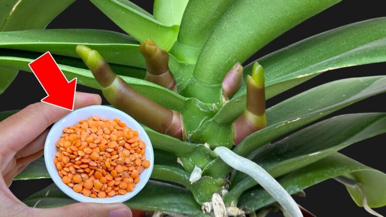 5 astuces pour faire fleurir vos orchidées en moins de 5 minutes ! 🌸