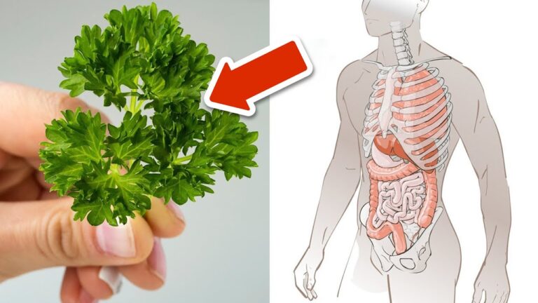 Découvrez 6 incroyables bienfaits de la persil pour votre santé et votre énergie !