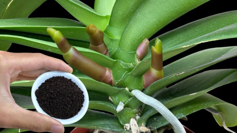 Faites fleurir 7 orchidées magiques avec ce simple ingrédient à la racine !