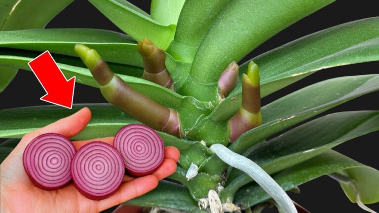 5 astuces pour faire fleurir vos orchidées toute l&rsquo;année avec une seule bouteille !