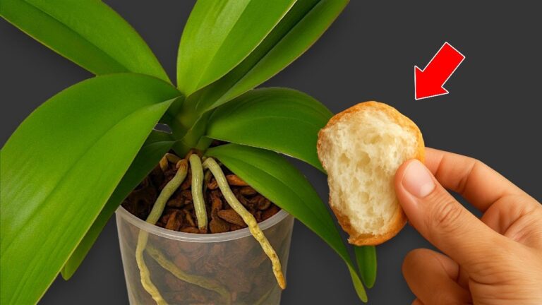 5 astuces pour nourrir vos orchidées naturellement et fleurs toute l&rsquo;année !