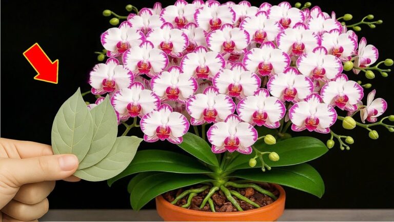 Faites fleurir vos orchidées : 5 astuces pour des racines et feuilles éclatantes !