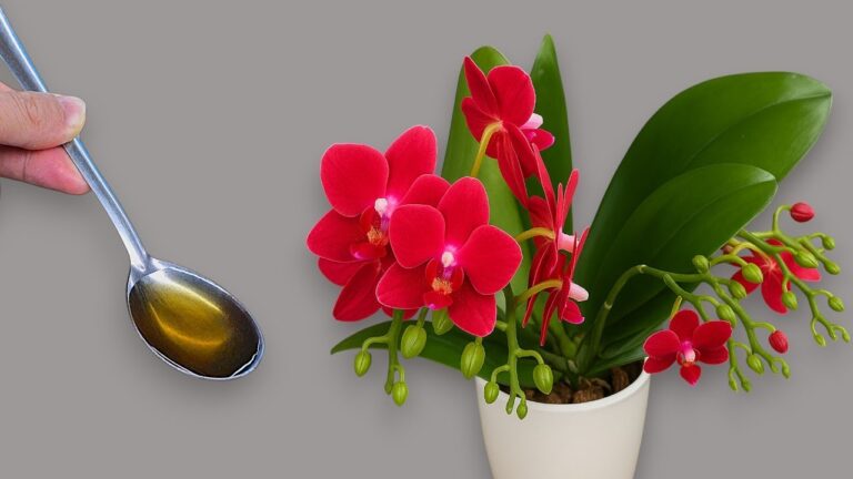 1 recette simple pour faire fleurir votre orchidée toute l&rsquo;année !