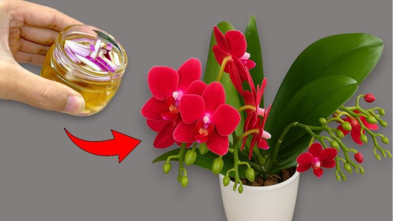 1 astuce magique pour faire fleurir votre orchidée à tout moment !