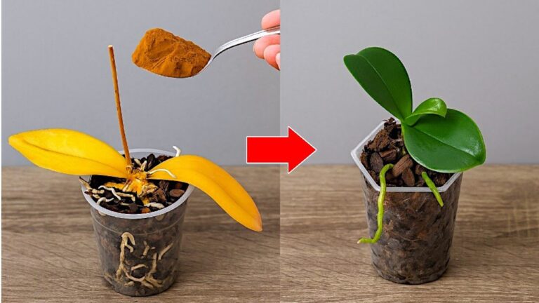 Ravivez vos orchidées en 3 étapes simples et donnez-leur une nouvelle vie !