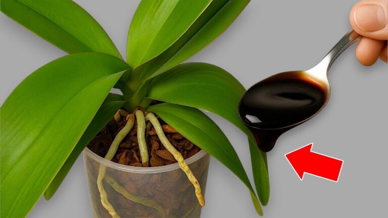 Faites fleurir vos orchidées en 4 étapes simples et réussissez toujours !