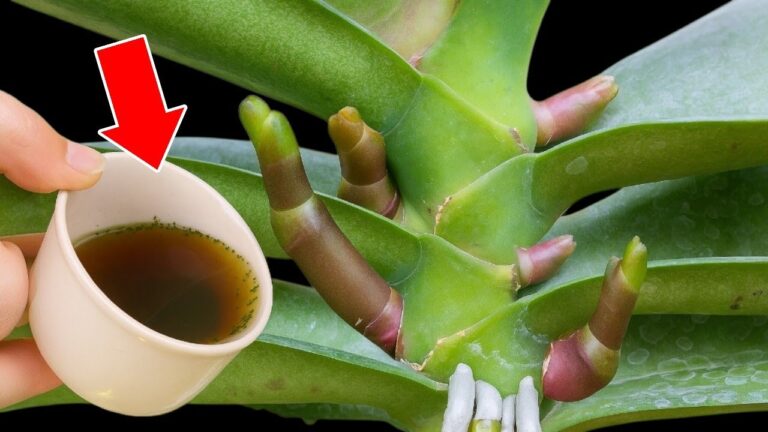 Découvrez 5 astuces pour faire fleurir vos orchidées et multiplier les racines !