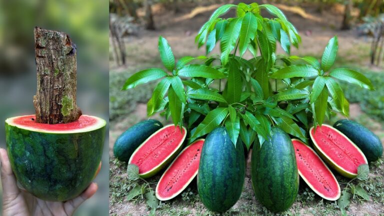 Cultivez 3 fruits étonnants : mangue, pastèque et aloès à la maison !