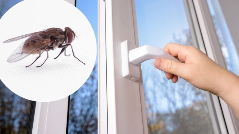 Dites adieu aux mouches : 5 astuces pour une maison saine et sereine !