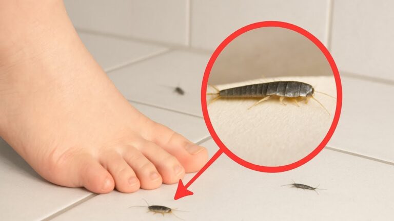 5 astuces efficaces pour se débarrasser des poissons d’argent à la maison