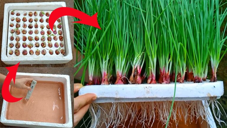 3 étapes simples pour cultiver des oignons hydroponiques chez soi !
