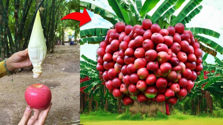Boostez votre jardin : 5 astuces pour multiplier vos fruits avec Aloe Vera !
