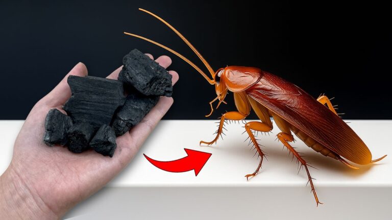 Éliminez 10 astuces efficaces avec du charbon pour banir les cafards chez vous !