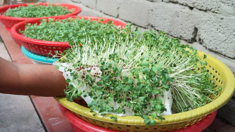 10 idées créatives pour faire pousser des pousses sans sol à la maison !