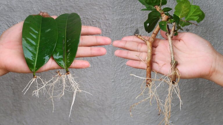 Propager 5 plantes avec des branches et du sable dans des bouteilles en plastique !