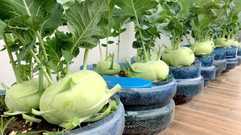Découvrez 5 astuces pour cultiver du kohlrabi sur votre balcon avec succès !