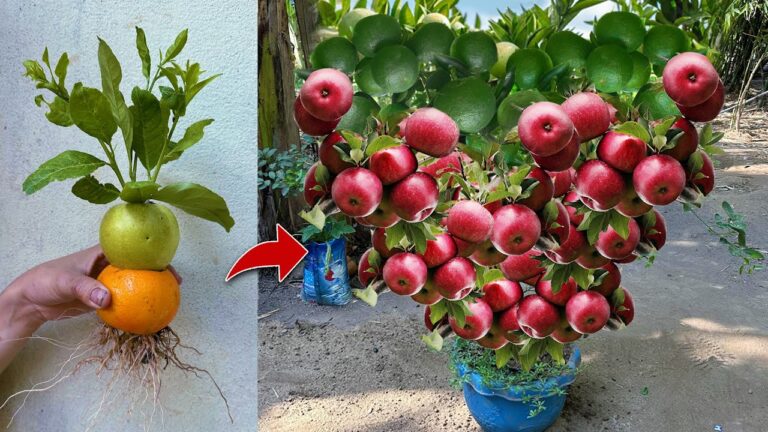 Gagnez 3 fruits incroyables en greffant orange et pomme avec de l&rsquo;aloe vera !
