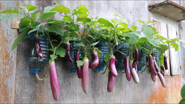Cultiver 5 aubergines prolifiques avec des bouteilles en plastique, c&rsquo;est possible !