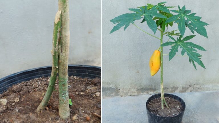 5 astuces pour multiplier et greffer des papayers avec des fruits généreux !