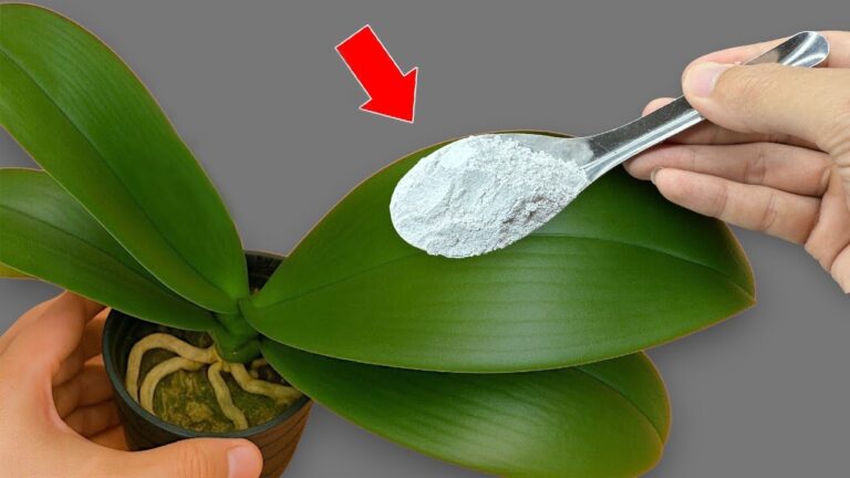 5 astuces pour sauver vos orchidées des racines et feuilles pourries !