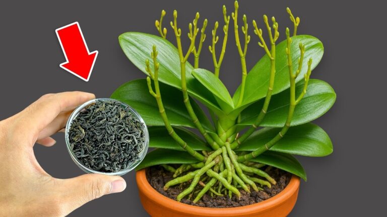 Boostez vos orchidées : 5 astuces pour des fleurs éclatantes en un clin d&rsquo;œil !