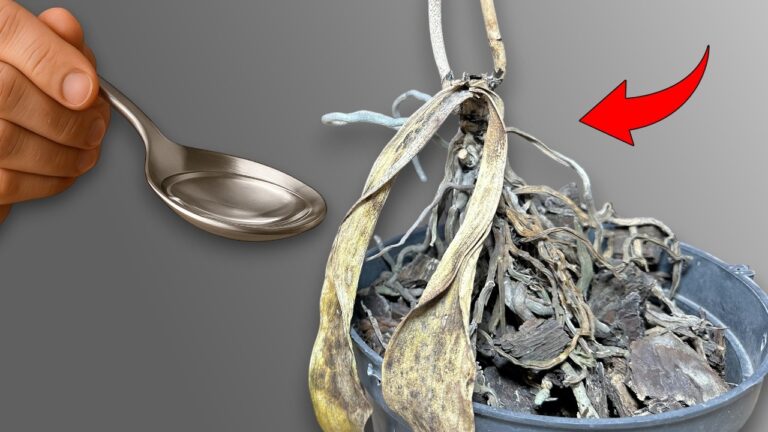 Revivez 5 plantes en perdition grâce à cette astuce simple et efficace !
