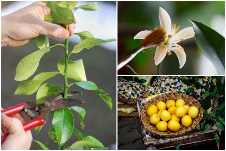 Comment cultiver un citronnier Meyer en intérieur et récolter des citrons