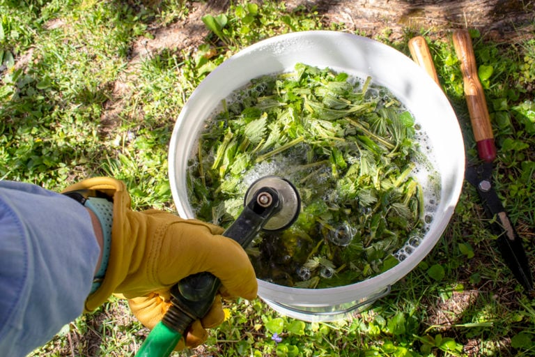 Comment préparer un thé fertilisant à base d&rsquo;orties pour un jardin florissant