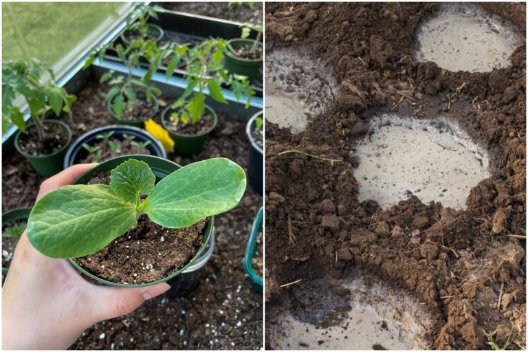 9 Amendements de sol indispensables pour vos trous de plantation de légumes