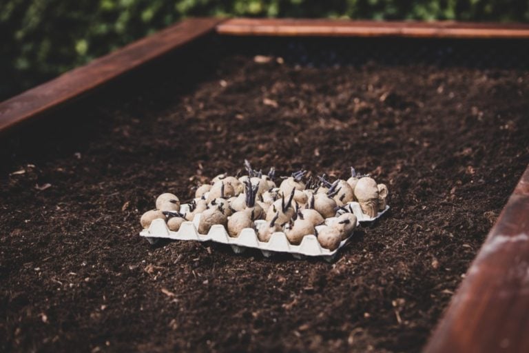 Cultiver des pommes de terre en jardinières : tout ce qu&rsquo;il faut savoir
