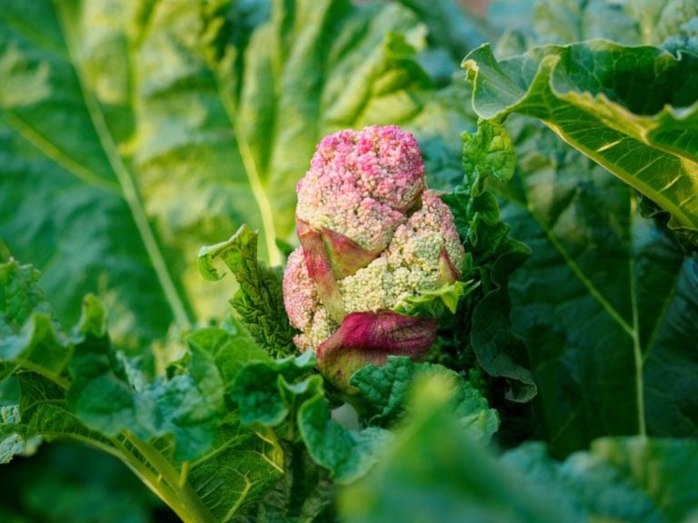 Pourquoi ma rhubarbe fleurit-elle et que faire ?