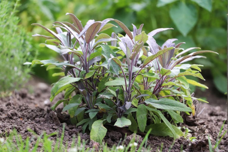 Comment faire pousser des plants de sauge géants à partir de graines ou de boutures
