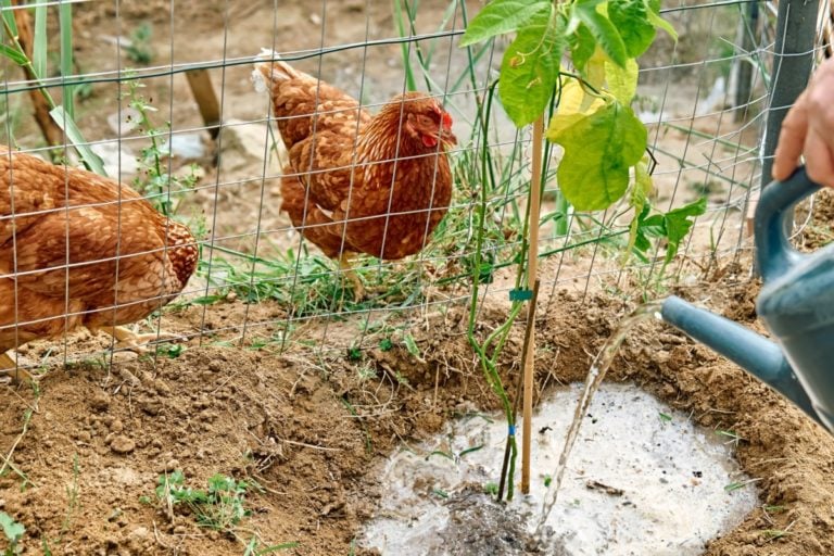 8 plantes de jardin courantes toxiques pour les poules